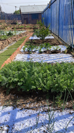 Vegetable gardens at a school in Atteridgeville